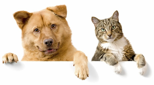 Dog and Cat above white banner looking at camera Dog and Cat above white banner looking at camera